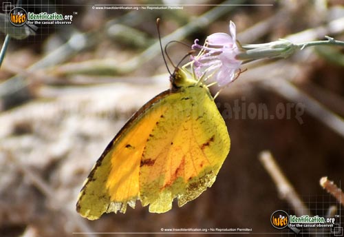 Thumbnail image #9 of the Sleepy-Orange-Sulphur-Butterfly