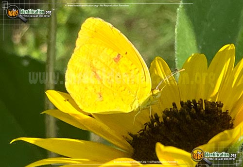 Thumbnail image #3 of the Sleepy-Orange-Sulphur-Butterfly
