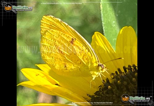 Thumbnail image #5 of the Sleepy-Orange-Sulphur-Butterfly
