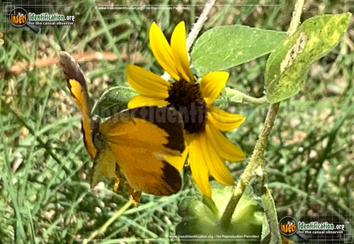 Thumbnail image #6 of the Sleepy-Orange-Sulphur-Butterfly