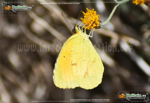 Thumbnail image #8 of the Sleepy-Orange-Sulphur-Butterfly