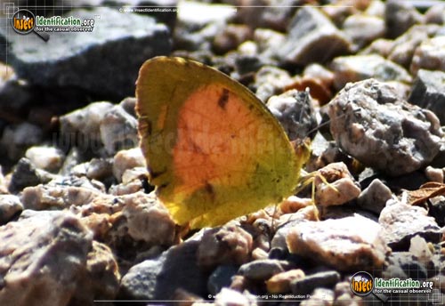 Thumbnail image #10 of the Sleepy-Orange-Sulphur-Butterfly