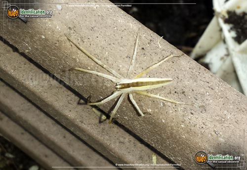 Thumbnail image of the Slender-Crab-Spider
