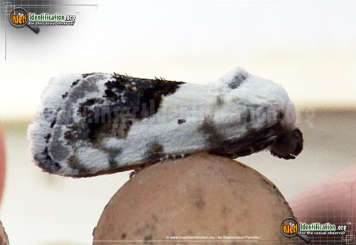 Thumbnail image of the Small-Bird-Dropping-Moth