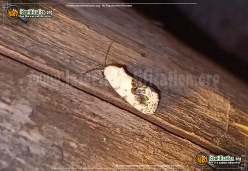 Thumbnail image #2 of the Small-Bird-Dropping-Moth
