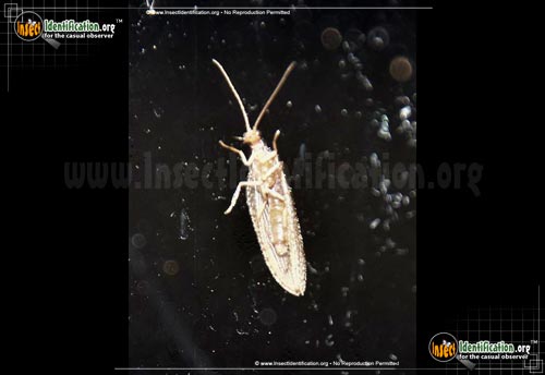 Thumbnail image #2 of the Small-Brown-Lacewing