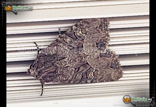 Thumbnail image of the Small-Clouded-Brindle-Moth