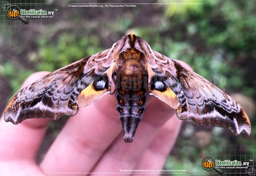 Thumbnail image #6 of the Small-eyed-Sphinx-Moth