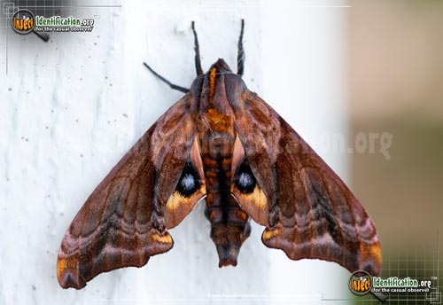 Thumbnail image #4 of the Small-eyed-Sphinx-Moth
