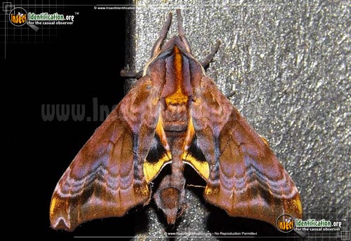 Thumbnail image #2 of the Small-eyed-Sphinx-Moth