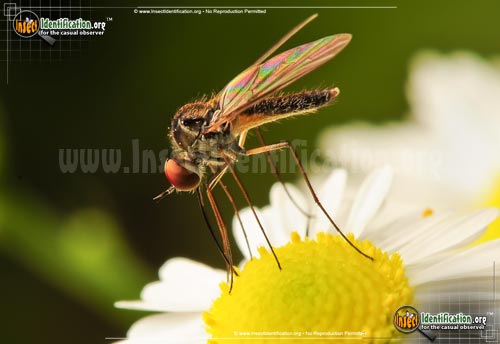 Thumbnail image of the Small-House-Fly