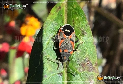 Thumbnail image #4 of the Small-Milkweed-Bug