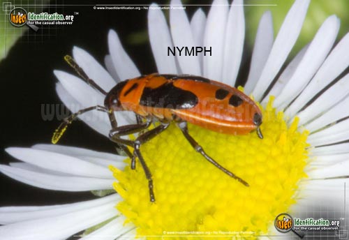 Thumbnail image #5 of the Small-Milkweed-Bug