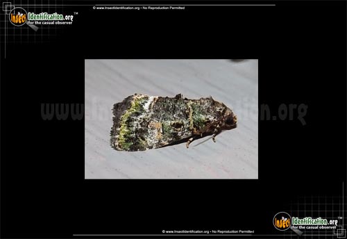 Thumbnail image of the Small-Mossy-Glyph-Moth