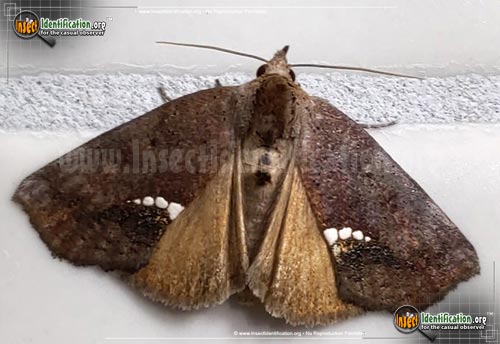 Thumbnail image of the Small-Necklace-Moth
