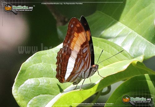 Thumbnail image of the Smooth-Banded-Sister-Butterfly