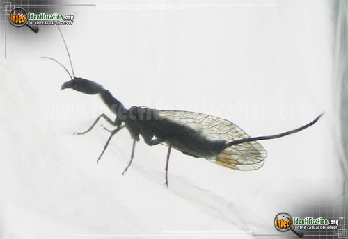 Thumbnail image #3 of the Snakefly