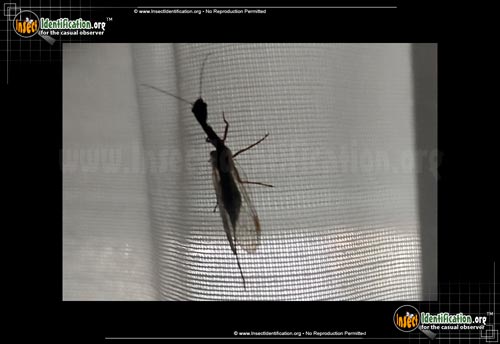 Thumbnail image #9 of the Snakefly