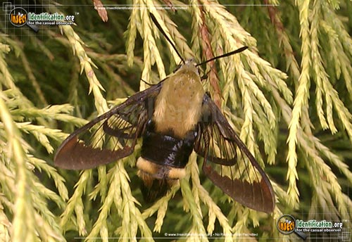 Thumbnail image #10 of the Snowberry-Clearwing--Moth