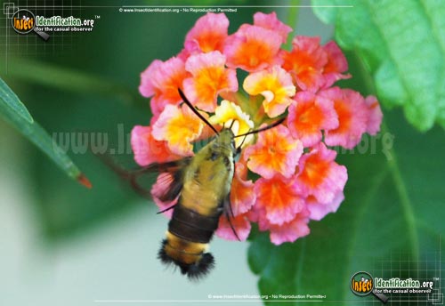Thumbnail image #7 of the Snowberry-Clearwing--Moth