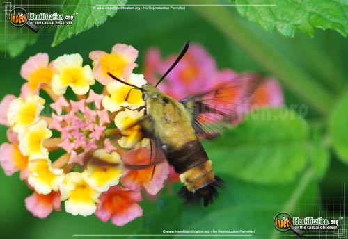 Thumbnail image of the Snowberry-Clearwing--Moth