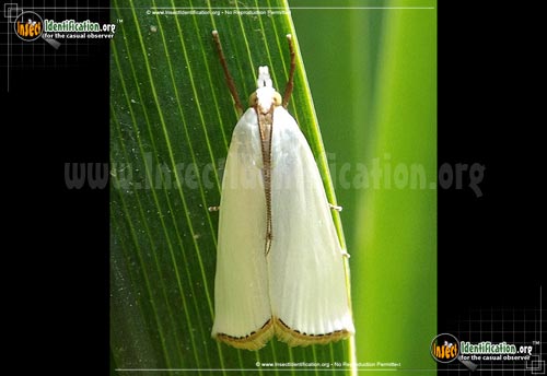 Thumbnail image of the Snowy-Urola-Moth