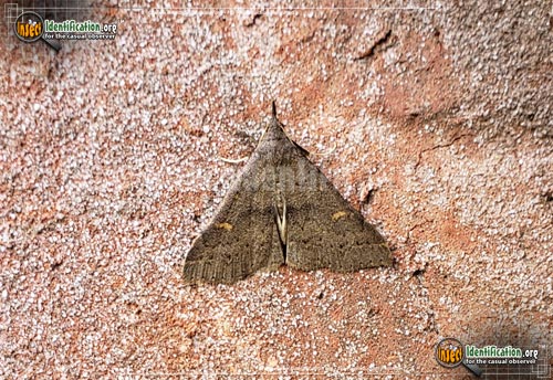 Thumbnail image of the Sober-Renia-Moth