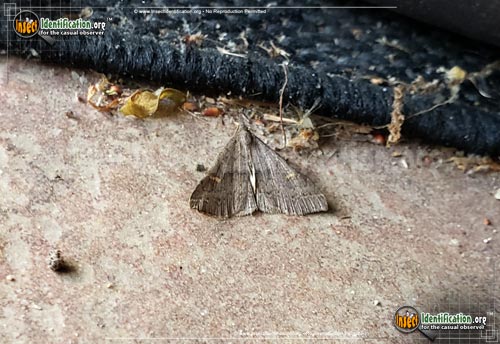 Thumbnail image #2 of the Sober-Renia-Moth