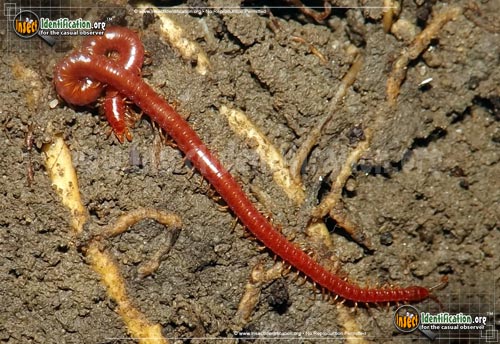Thumbnail image of the Soil-Centipede