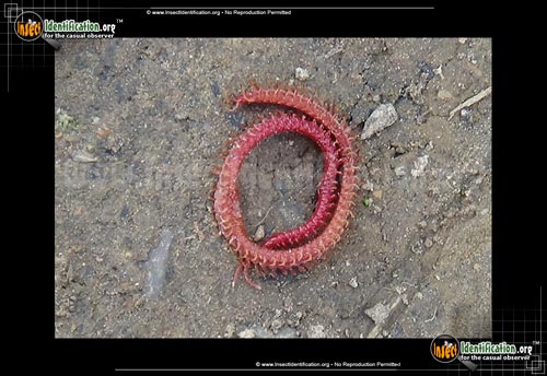 Thumbnail image #2 of the Soil-Centipede