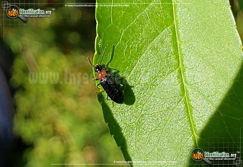 Thumbnail image of the Soldier-Beetle-Silis