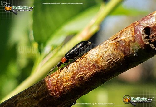 Thumbnail image #2 of the Soldier-Beetle-Silis