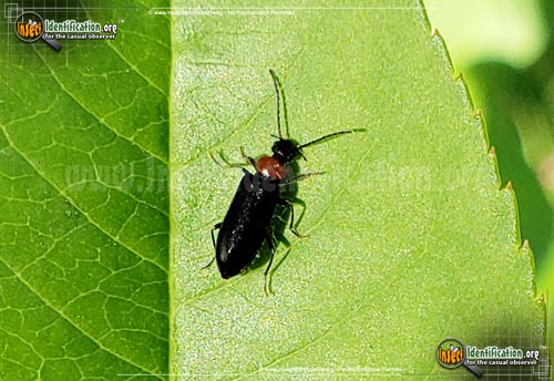 Thumbnail image #3 of the Soldier-Beetle-Silis