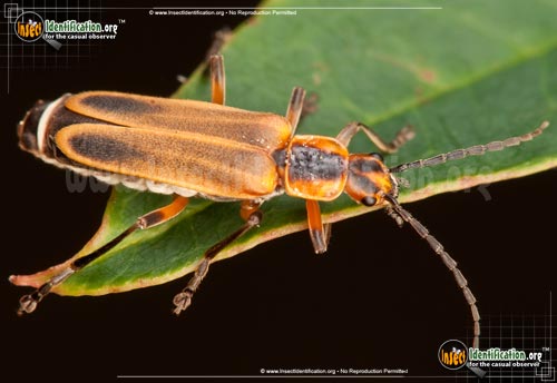 Thumbnail image of the Soldier-Beetle