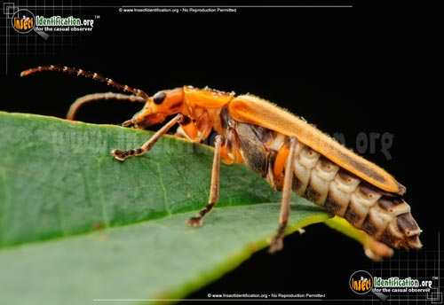 Thumbnail image #3 of the Soldier-Beetle