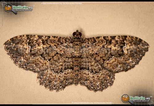 Thumbnail image of the Somber-Carpet-Moth