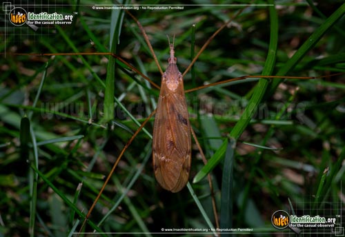 Thumbnail image of the Sooty-Crane-Fly