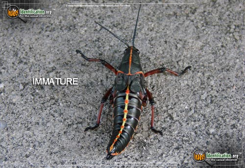Thumbnail image #2 of the Southeastern-Lubber-Grasshopper