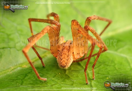 Thumbnail image #2 of the Southeastern-Wandering-Spider
