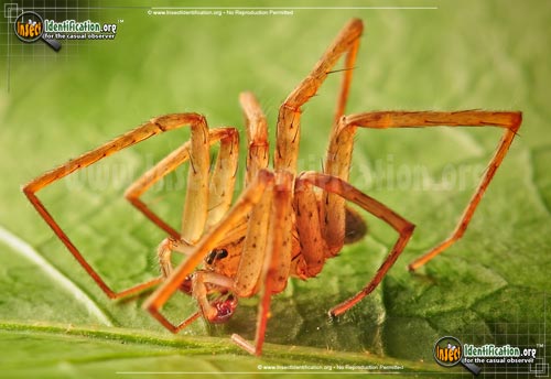 Thumbnail image #3 of the Southeastern-Wandering-Spider