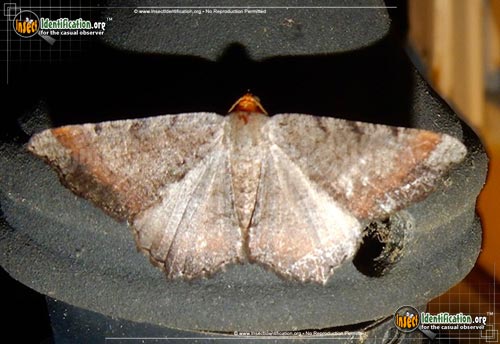 Thumbnail image of the Southern-Chocolate-Angle-Moth