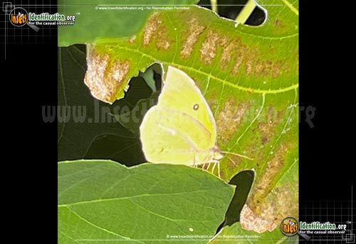 Thumbnail image of the Southern-Dogface-Sulphur-Butterfly