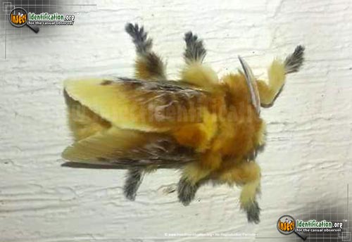 Thumbnail image of the Southern-Flannel-Moth