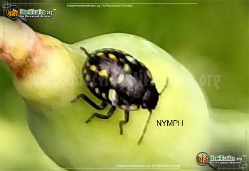 Thumbnail image of the Southern-Green-Stink-Bug