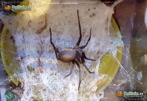Thumbnail image of the Southern-House-Spider