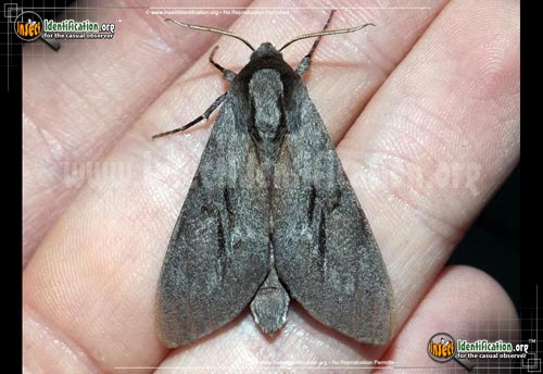 Thumbnail image of the Southern-Pine-Sphinx-Moth