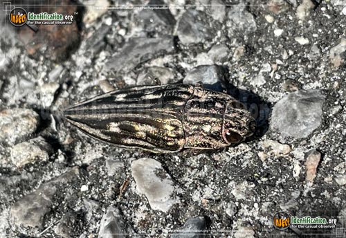 Thumbnail image of the Southern-Sculpted-Pine-Borer-Beetle