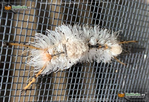 Thumbnail image #2 of the Southern-Tussock-Moth