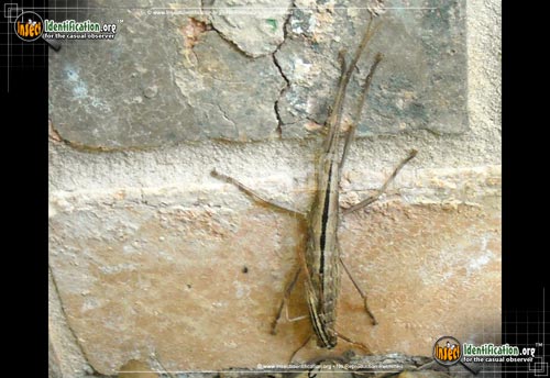 Thumbnail image #3 of the Southern-Two-Striped-Walkingstick