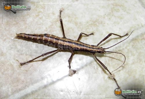 Thumbnail image #7 of the Southern-Two-Striped-Walkingstick
